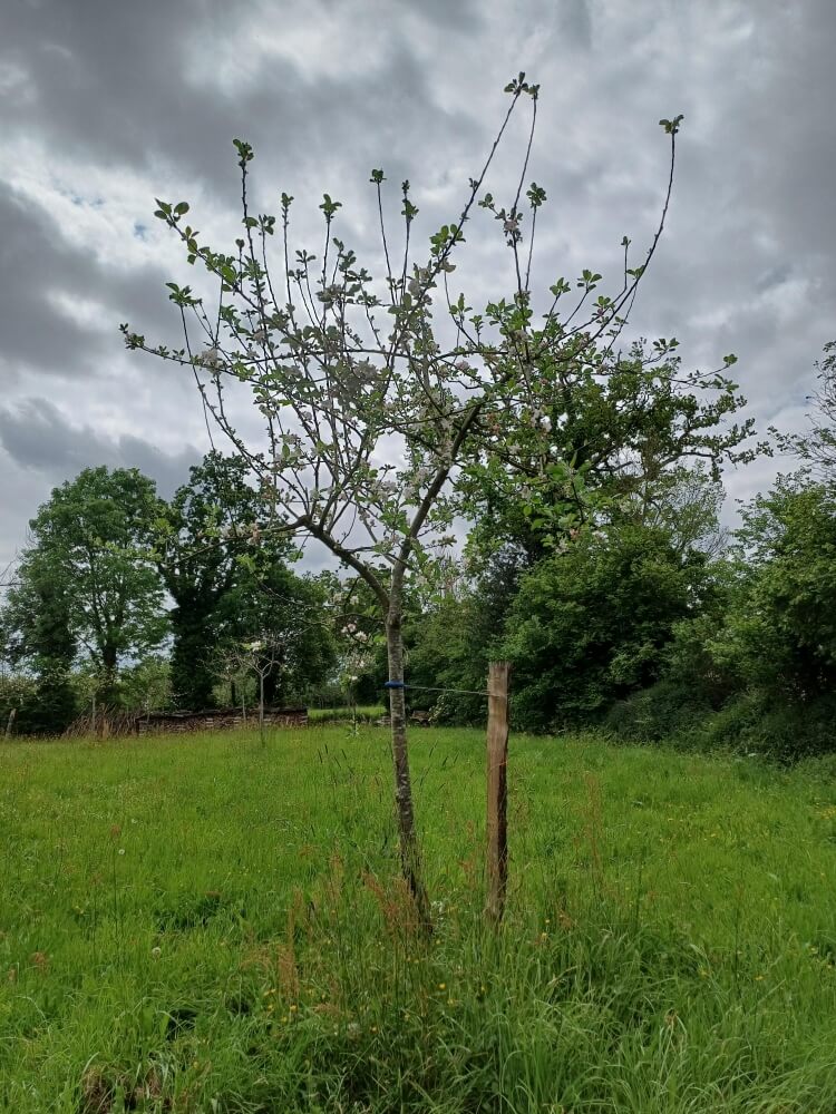 userfiles/produit/5711/arbre_var_273_michel tiphaigne.jpg